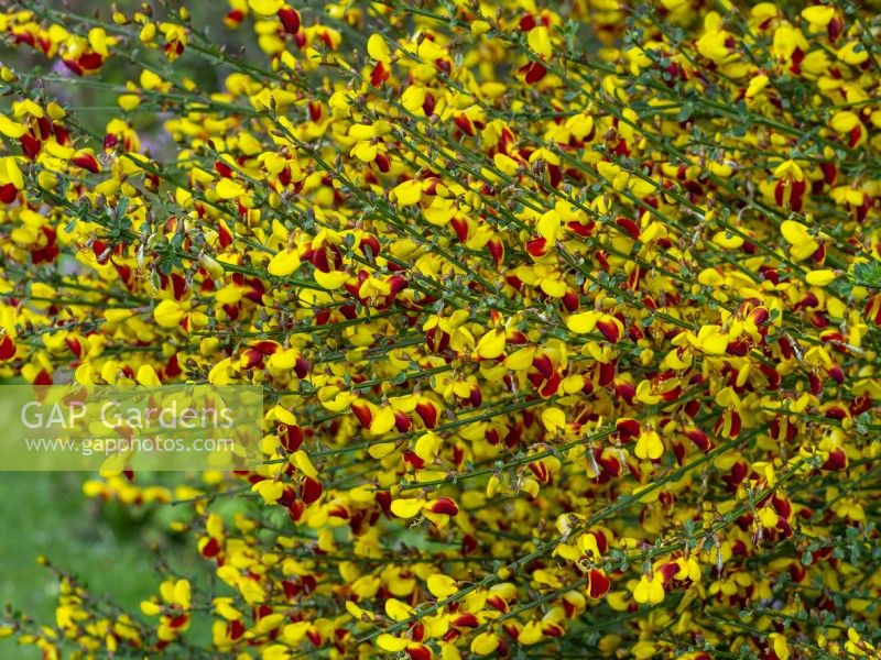 Cytisus scoparius 'Firefly' - Common Broom 'Firefly' may Norfolk