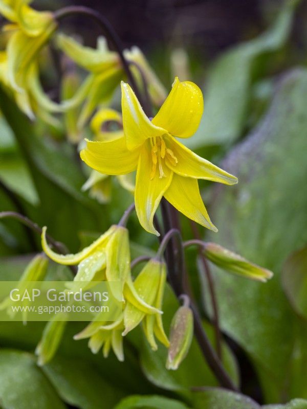 Erythronium 'Pagoda' - Trout Lily 