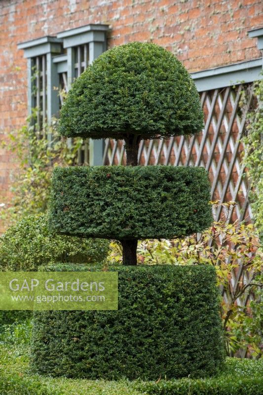 Taxus baccata topiary in the Italienate garden at Thenford Arboretum
