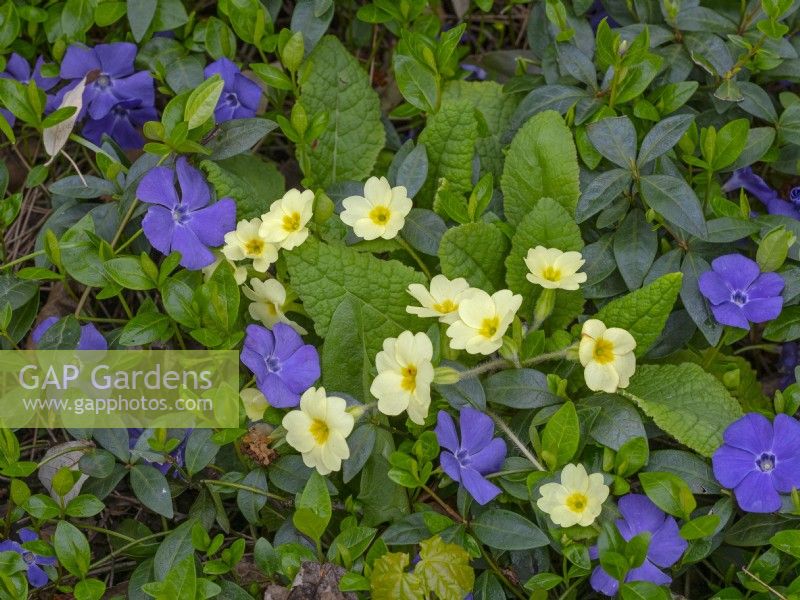 Primula vulgaris, Primrose  and Vinca minor Periwinkle  Mid April  Norfolk
