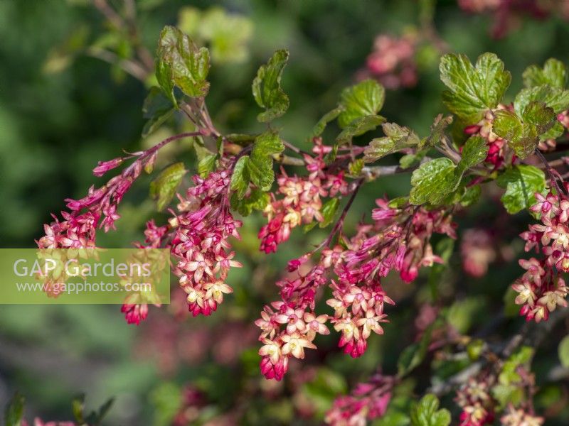 Ribes x gordonianum - Flowering Currant  early April   Norfolk