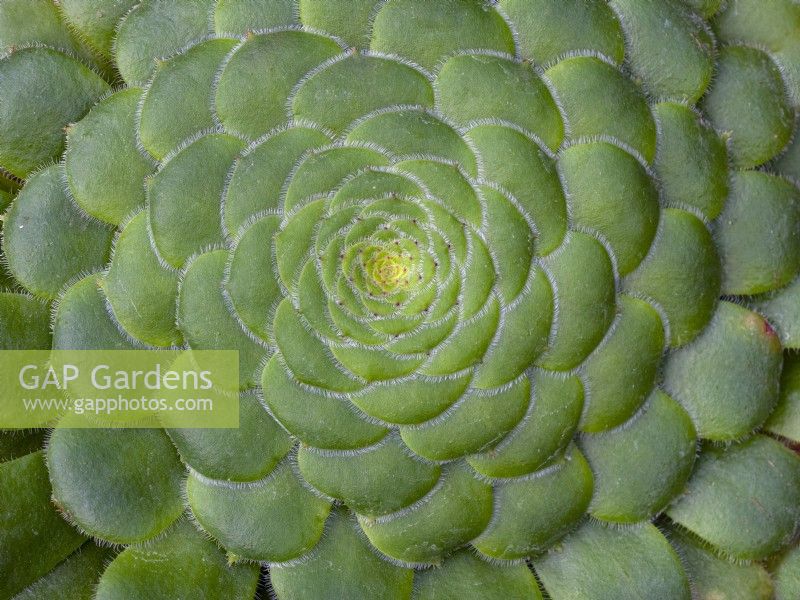 Aeonium tabuliforme,  flat-topped aeonium  or  saucer plant  April   Norfolk