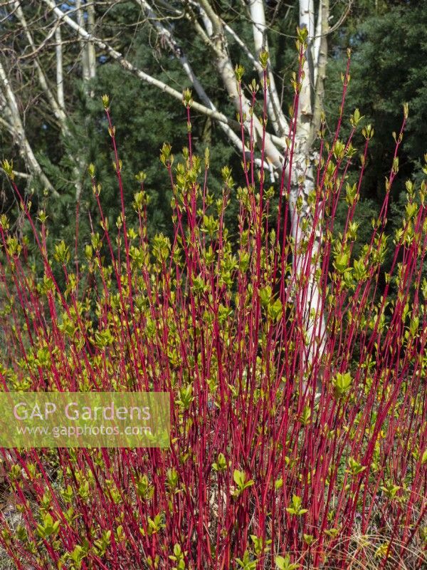 Cornus sibirica - Dogwood - new leaves on red stems, behind white bark of a Betula utilis var. jacquemontii  April