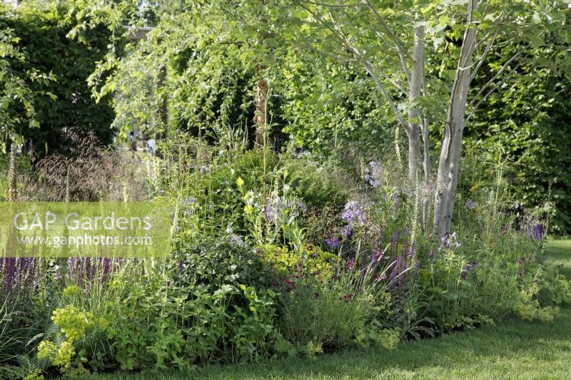 In The Cancer Research UK Legacy Garden, a tree is underplanted with Digitalis, Salvia, Euphorbia, Agastache, Molinia and Campanula - Designer: Tom Simpson - Sponsor: Cancer Research UK