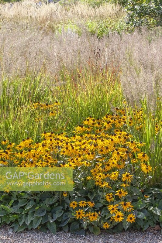 Border with Panicum virgatum 'Shenandoah' switch grass underplanted with Rudbeckia fulgida sullivantii 'Goldsturm'