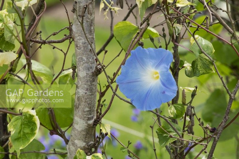 Ipomoea tricolor 'Heavenly Blue' - Morning glory
