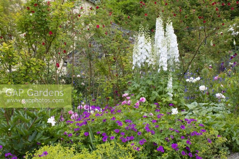 Delphinium 'Jill Curley' and Geranium 'Patricia' at Aberglasney Gardens Carmarthenshire Wales - June