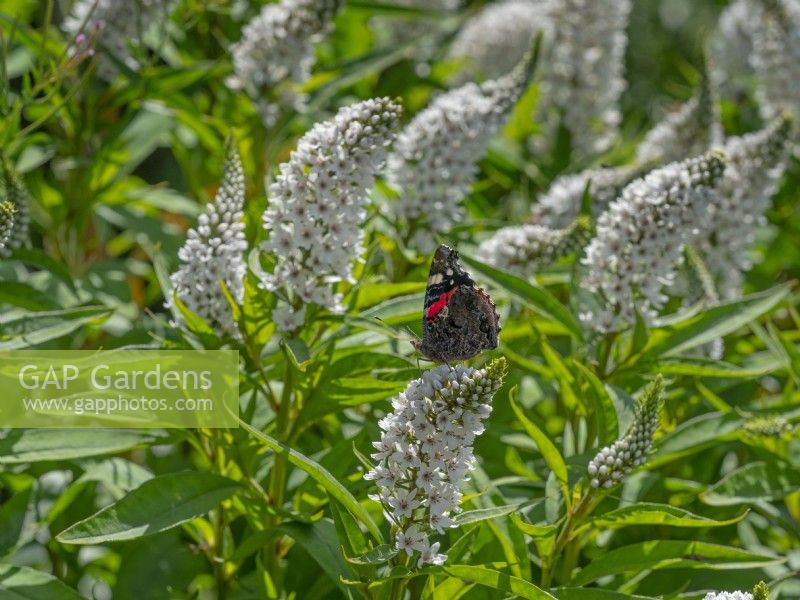 Lysimachia clethroides with feeding Red Admiral Butterfly Late July Summer
