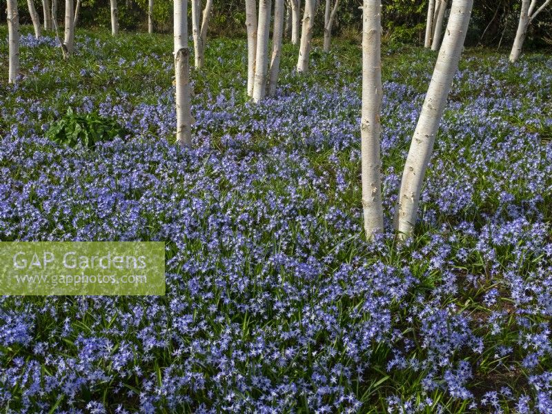 Scilla siberica - Siberian Squill  under Betula utilis var. jacquemontii - Silver Birch trees early March  late winter