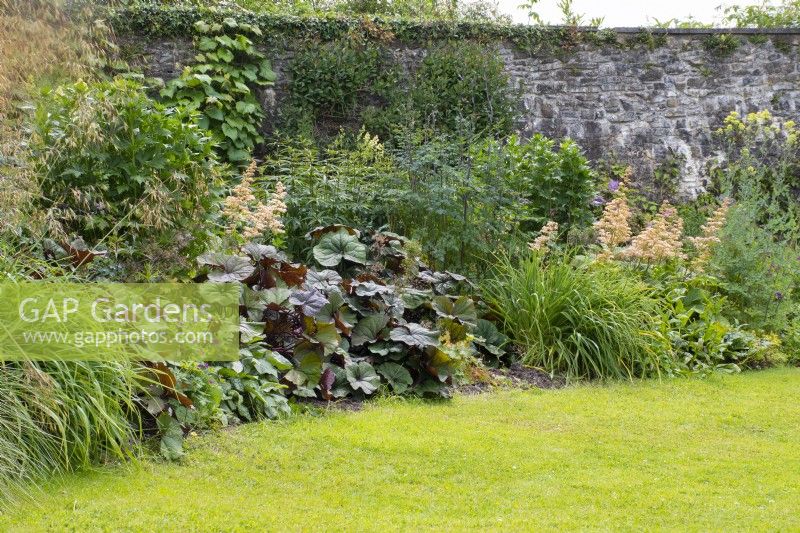 Bed in Upper Walled Garden - plants include: Ligularia, Hemerocallis and Rodgersia - Designer: Penelope Hobhouse - Aberglasney Gardens - Carmarthenshire Wales - June