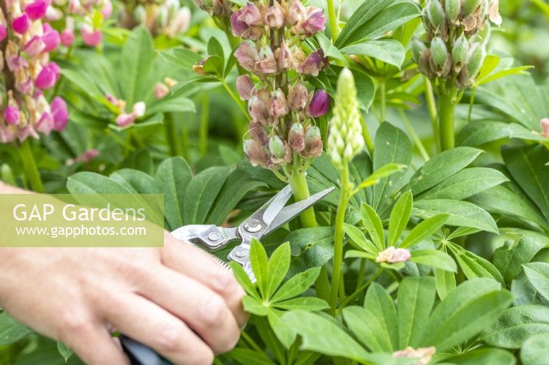 Woman deadheading a Lupinus 'The Chatelaine Pink'