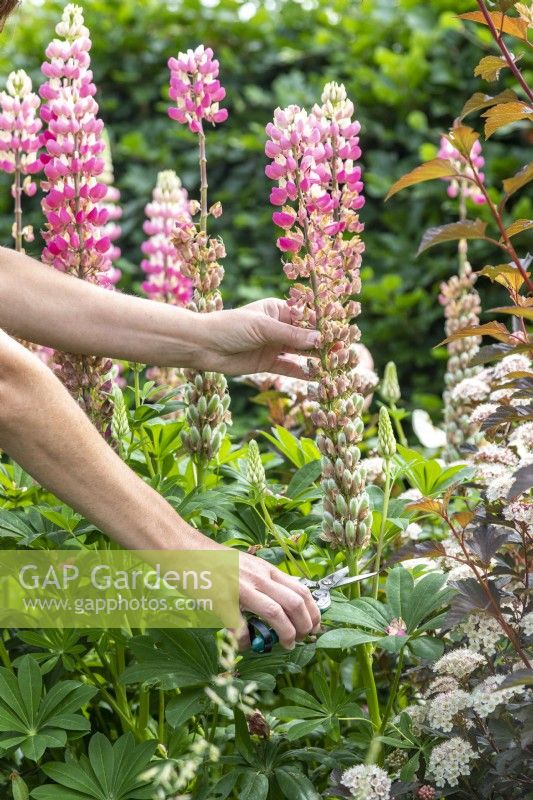 Woman dead heading a Lupinus 'The Chatelaine'