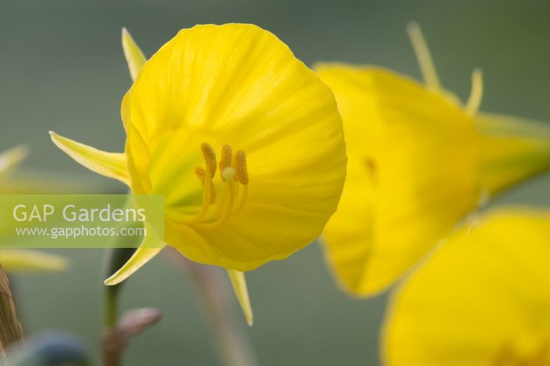 Narcissus bulbocodium subsp bulbocodium var.conspicuus - Hoop petticoat daffodil