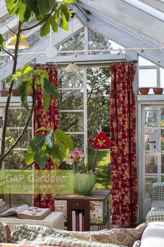 Conservatory with seating, books, potted Hippeastrum and Fig plant. View through antique curtains near door to garden.