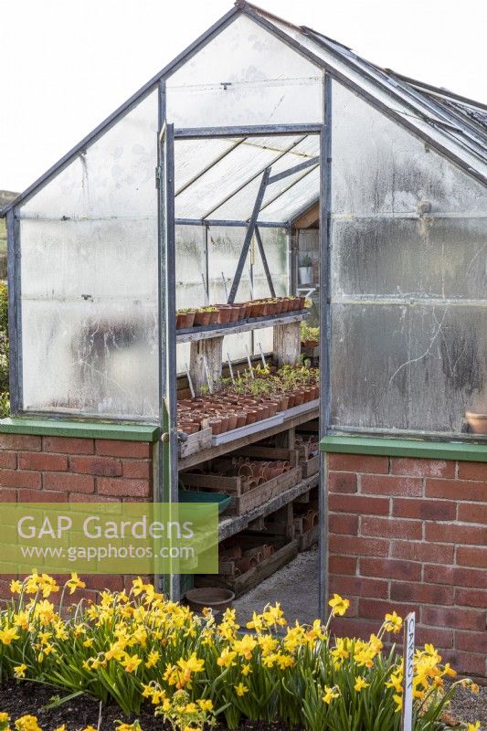Aluminium greenhouse on brickwork, open door showing wooden staging with clay pots with seedlings and cuttings

