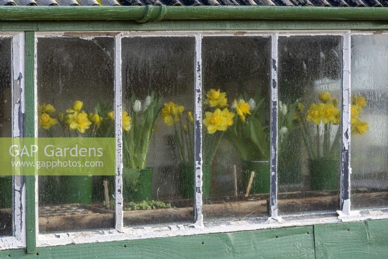 Exterior of potting shed showing glazing and guttering. Vases of Narcissus - Daffodil inside.