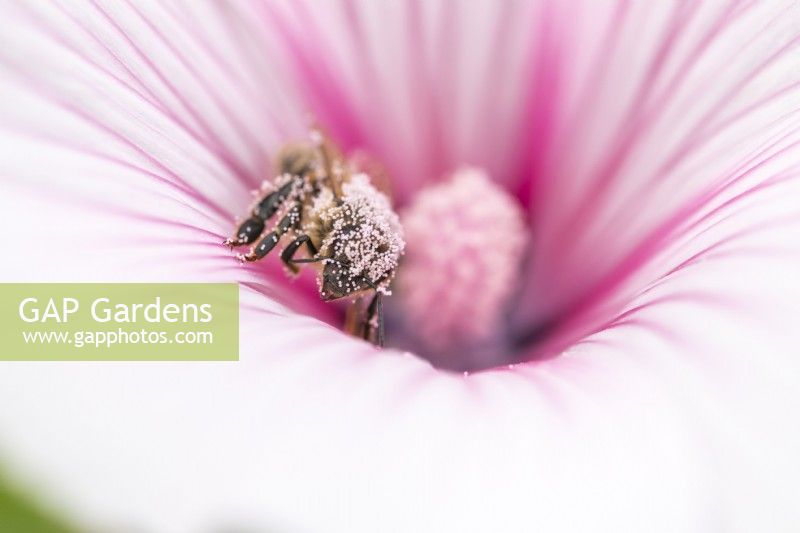 Bee covered in pollen on a Lavatera 'Dwarf Pink Blush'