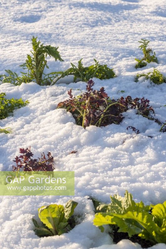 Mustards for salad leaves in snow