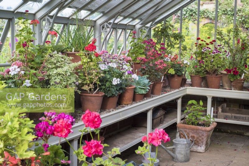 Pelargonium collection displayed in pots on  greenhouse staging