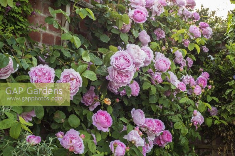 Rosa 'Constance Spry' growing against wall
