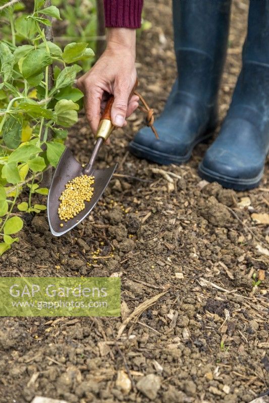 Scattering plant food on the soil around the seedlings