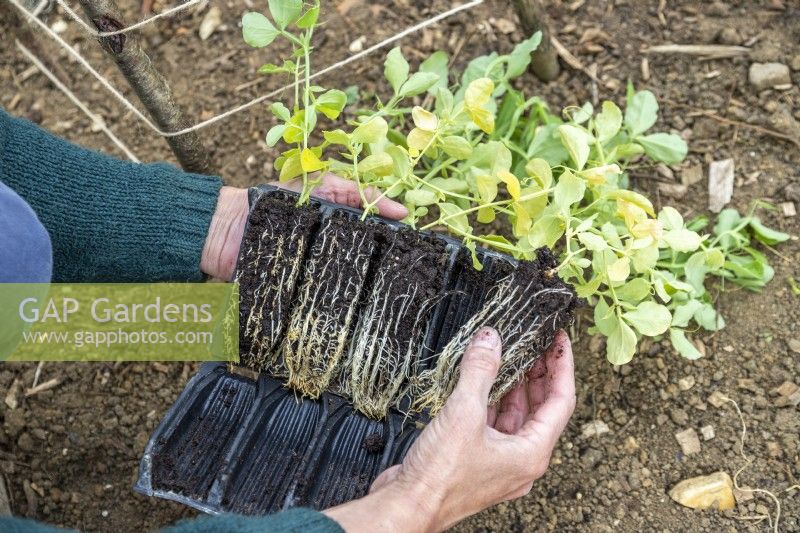 Removing Sweet Pea seedlings from root trainer