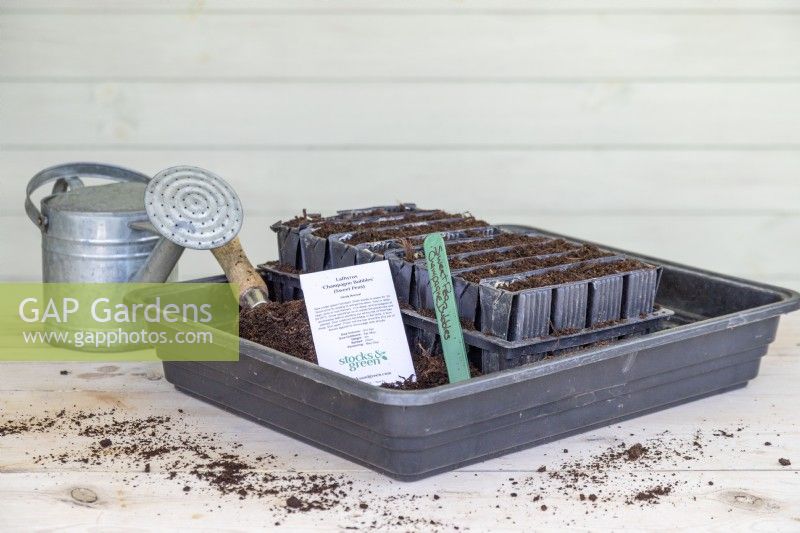 Watering can, Sweet Pea seeds, compost, compost scoop, root trainers and a plant label laid out on a wooden surface