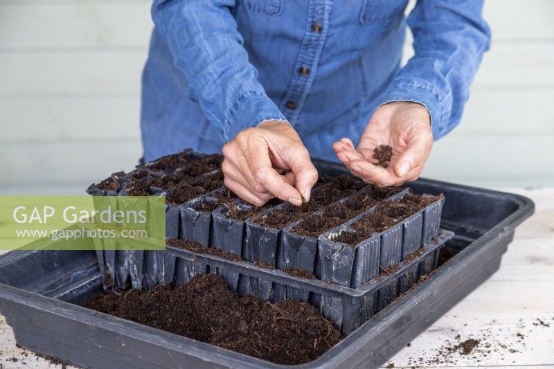 Placing Sweet Pea seeds into the root trainer