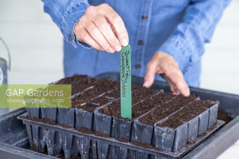 Placing plant label in the root trainer