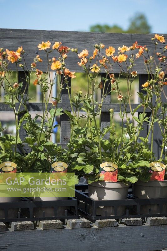 Labelled plants ready for sale in a small nursery in June