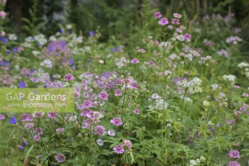 Astrantia 'Buckland' in a planting in June