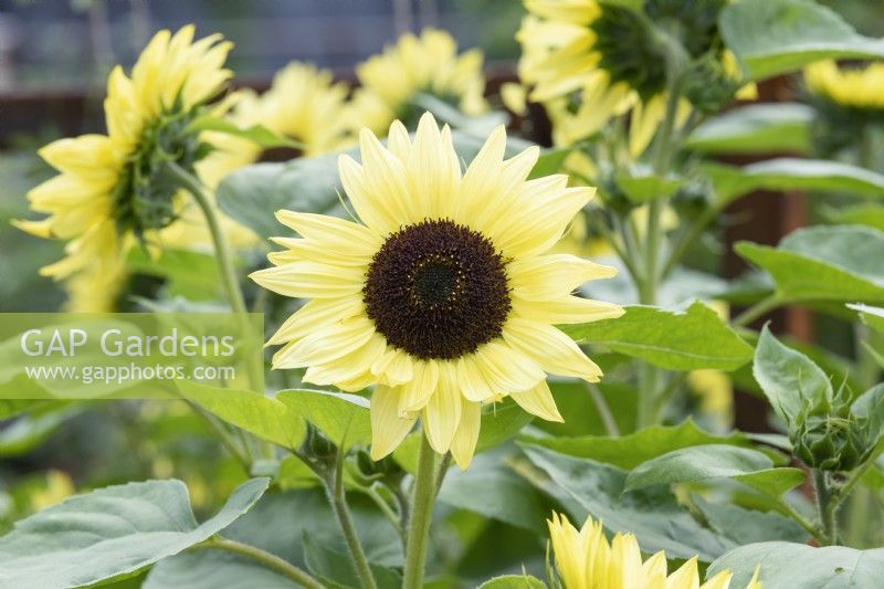 Helianthus annuus 'Valentine' - Sunflower