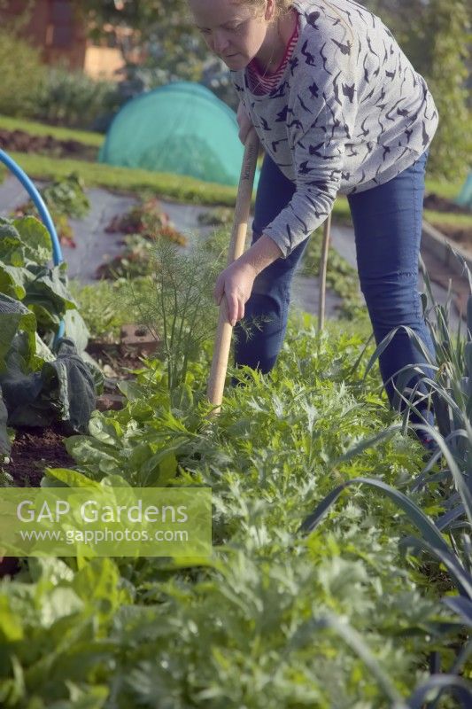 Woman gardener using an hoe to weed between autumn sown salad crops