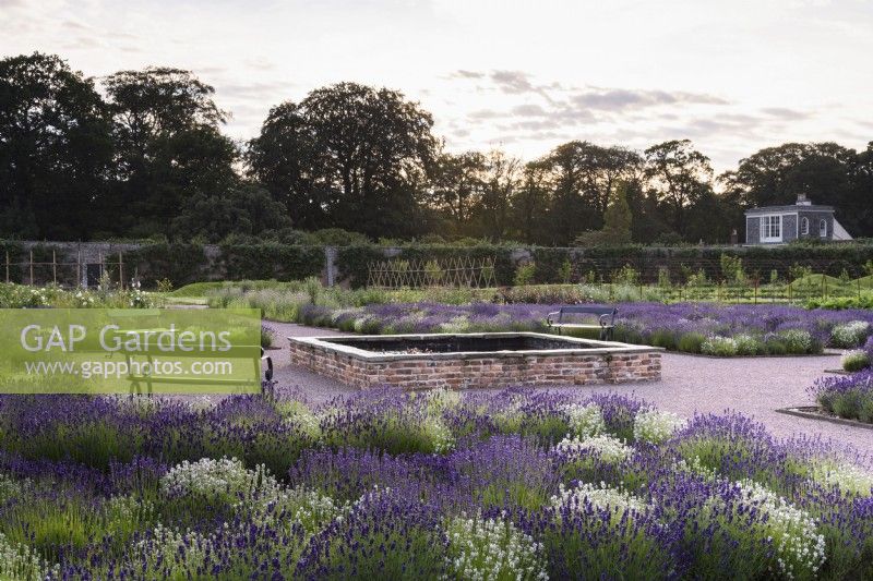 Beds of lavender, Lavandula angustifolia 'Alba' and L. 'Hidcote', around a square dipping pond at Gordon Castle Walled Garden, Scotland in July. Design by Arne Maynard
