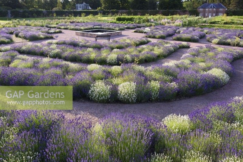 Concentric beds of lavender, Lavandula angustifolia 'Hidcote' and L. angustifolia 'Alba', around a square dipping pond at Gordon Castle Walled Garden, Scotland in July. Design by Arne Maynard.
