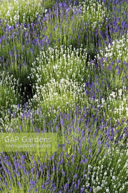 A mix of purple and white lavender in July, Lavandula angustifolia 'Hidcote' and L. angustifolia 'Alba'
