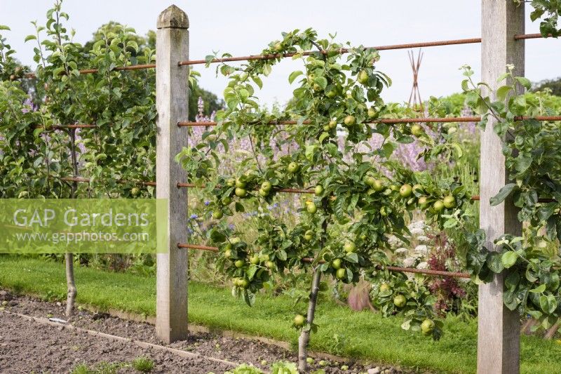 Espaliered pears trained between wooden posts at Gordon Castle Walled Garden, Scotland in July
