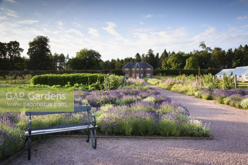 Beds of lavender at Gordon Castle Walled Garden, Scotland in July. Design by Arne Maynard
