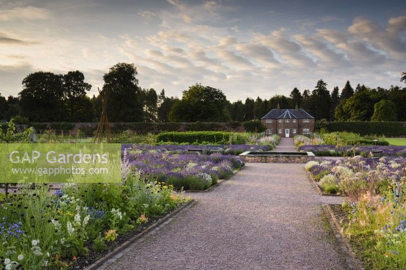 Double borders leading towards the gardener's cottage at Gordon Castle Walled Garden, Scotland in July with planting including Salvia sclarea var. turkestanica. Design by Arne Maynard.