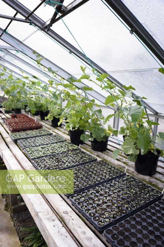 Melon plants and trays of seedlings in a greenhouse at Gordon Castle Walled Garden, Scotland in July