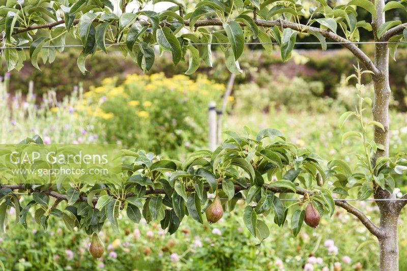 Espaliered pears trained along parallel wires at Gordon Castle Walled Garden, Scotland in July