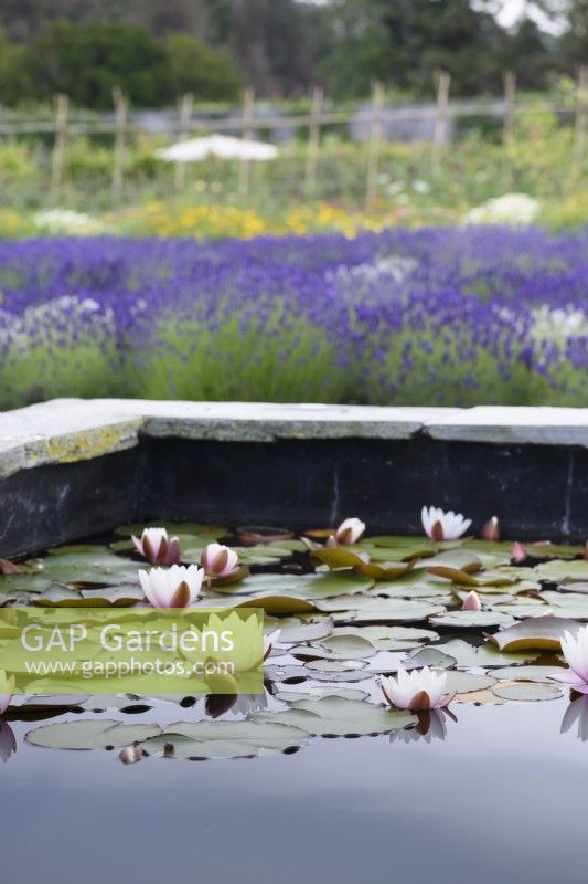 White water lilies in the dipping pond at Gordon Castle Walled Garden, Scotland in July