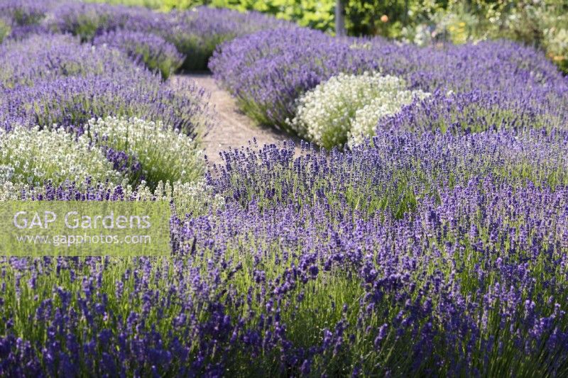 Dense blocks of Lavandula angustifolia 'Hidcote' mixed with white lavender in July