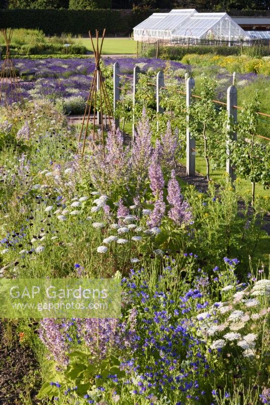 Borders at Gordon Castle Walled Garden, Scotland in July planted with annuals including Salvia sclarea var. turkestanica.

