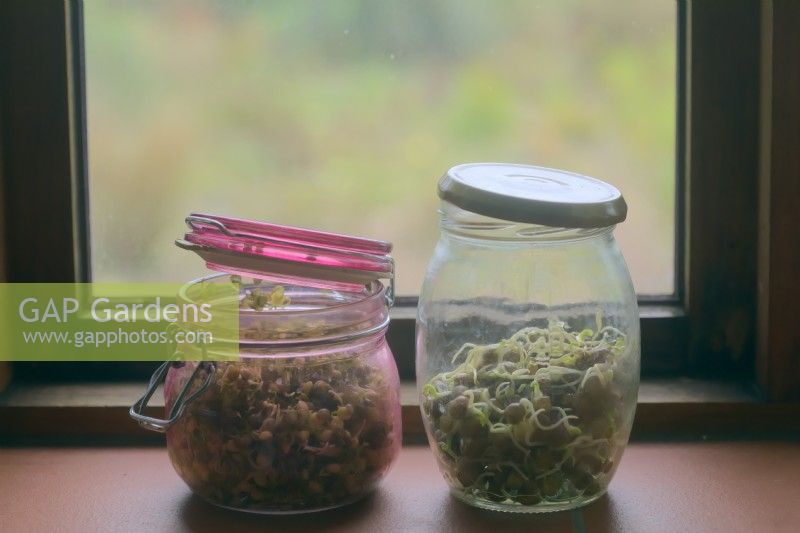 Sprouting jars with Sprouted Puy lentils - Lens esculenta puyensis and Carlin peas also known as Maple, Brown or Pigeon peas - Cajanus cajan, lids askew to allow air entry, on windowsill