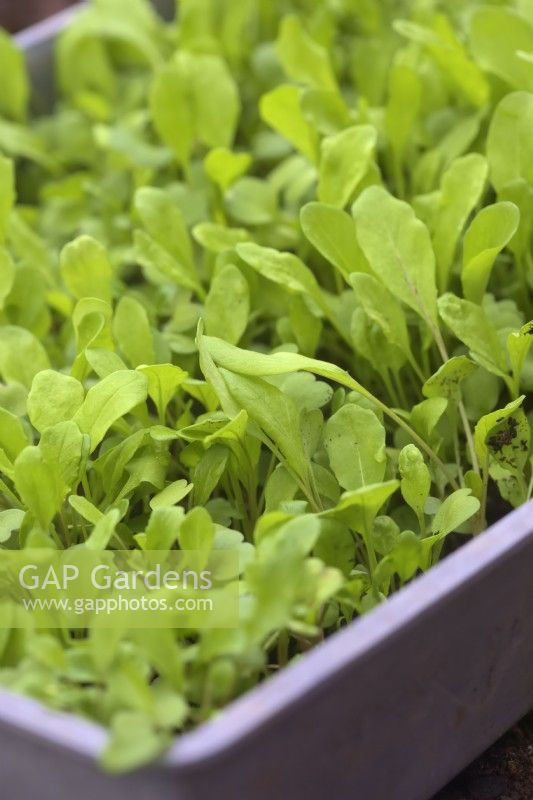Eruca vesicaria - Rocket or arugula sown on a thin layer of compost to develop as micro-greens
