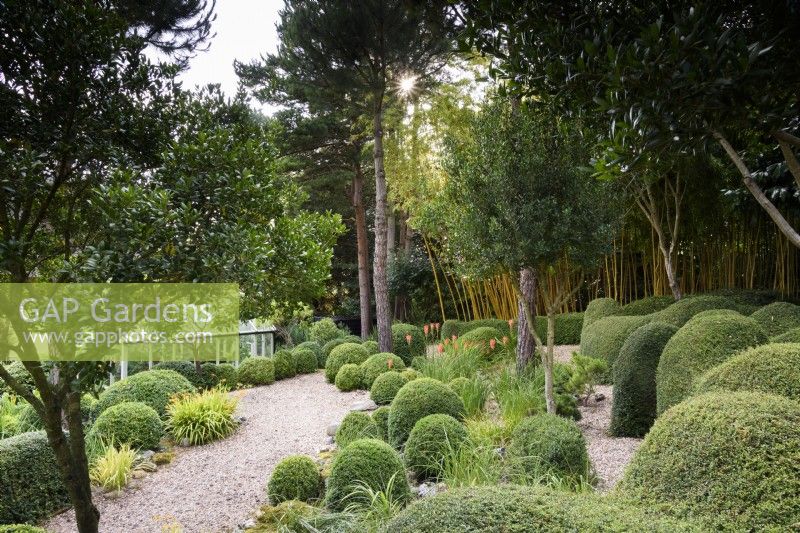 Garden of predominantly green plants including clipped Lonicera nitida and box and trees such as Phillyrea latifolia and pines at Dip-on-the-Hill, Ousden, Suffolk in August. 