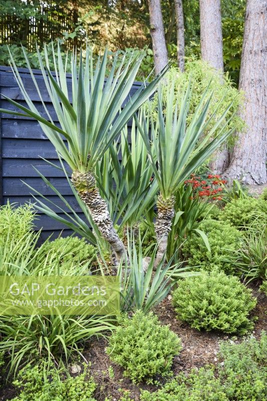 Yucca gloriosa amongst hebes in August