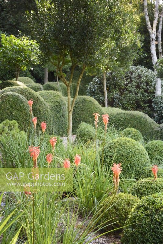 A garden of largely green plants at Dip-on-the-Hill, Ousden, Suffolk in August featuring clipped Lonicera nitida and Buxus sempervirens below a standard Phillyrea latifolia with the bright accents of orange kniphofias.