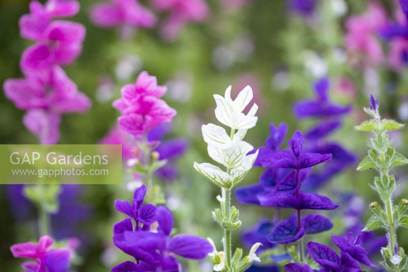 Salvia viridis 'Tricolor Mixed'